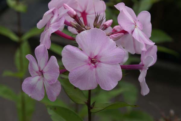 PHLOX paniculata 'Nachodka' ('Nakhodka')