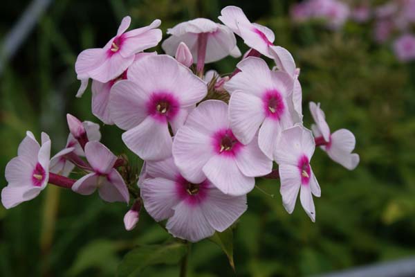 PHLOX paniculata 'Sommerbouquet'