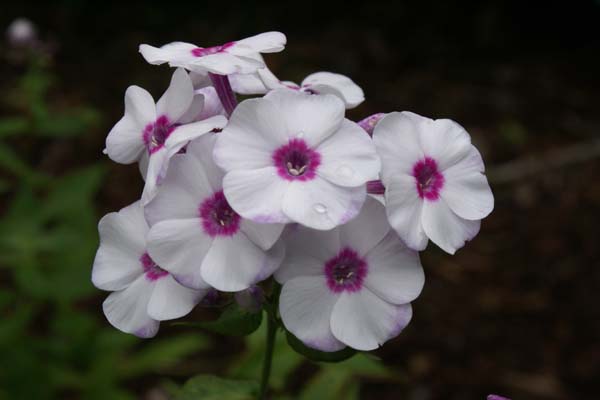PHLOX paniculata 'Zauberspiel'