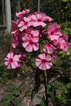 PHLOX paniculata 'Argus'