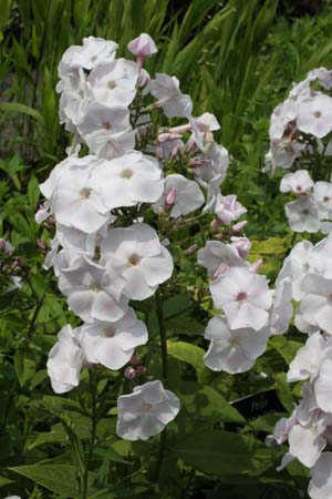 PHLOX paniculata 'Duchess of York'