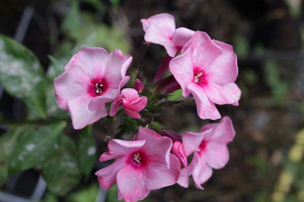 PHLOX paniculata 'Fairytale of the Ural'
