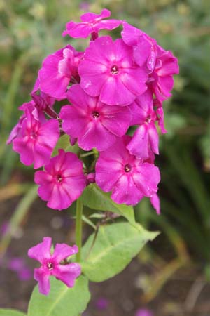 Phlox paniculata 'Karminvorläufer'
