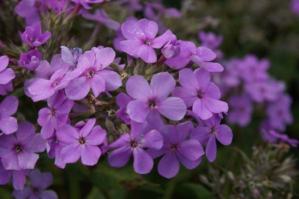 PHLOX paniculata 'Lila Miniature'