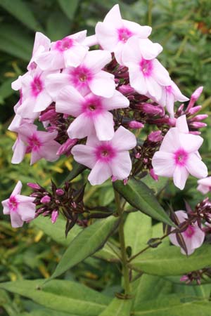 PHLOX paniculata 'Miss Elie'