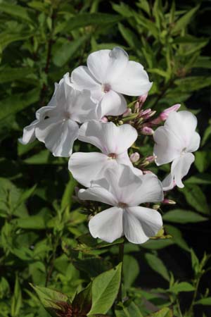 PHLOX paniculata 'Anne'