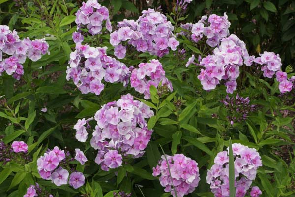 Phlox paniculata 'Gräfin von Schwerin'