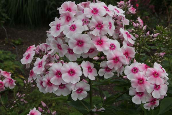 Phlox paniculata 'Kirmesländler'