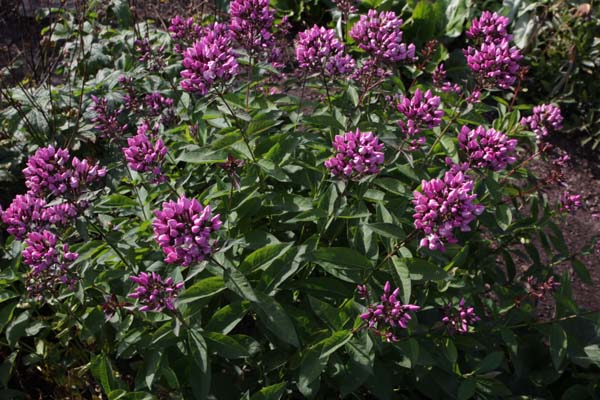 Phlox paniculata 'Butonik'