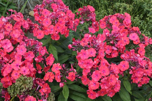 Phlox paniculata 'Grillfeuer'