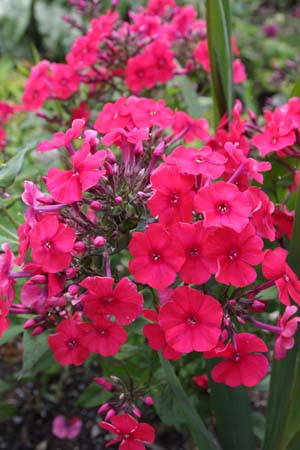 Phlox paniculata 'Krasnaya Shapochka'