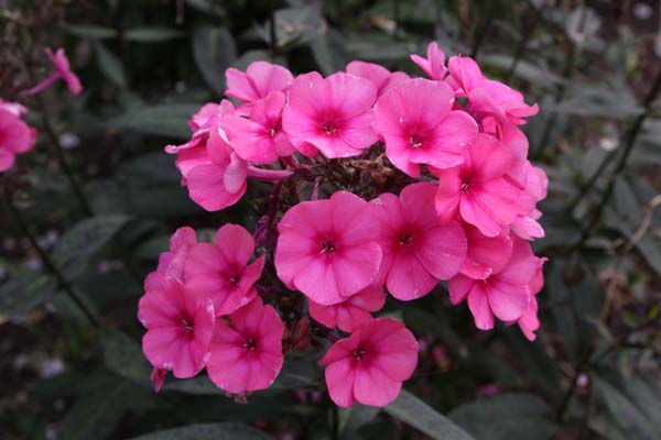 PHLOX paniculata 'Mio'