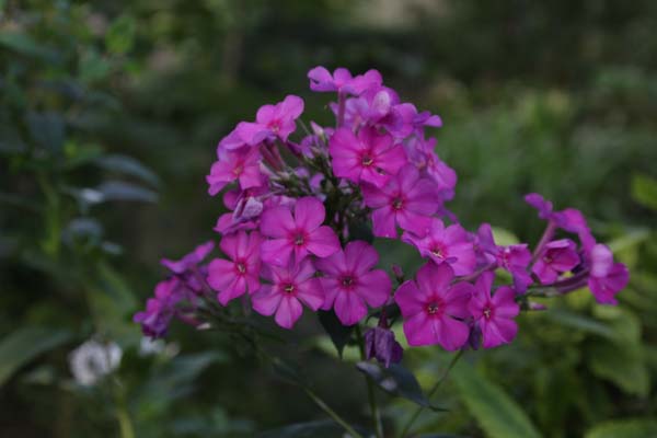 Phlox paniculata 'Paul Hoffmann'