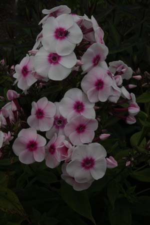 PHLOX paniculata 'Euphorion'