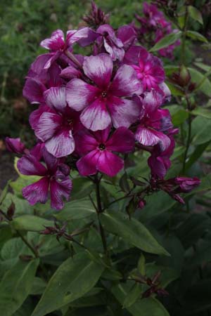 Phlox paniculata 'Drakon'