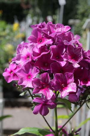PHLOX paniculata 'Belosnezka'