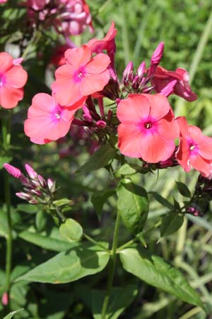 Phlox paniculata 'Grillfeuer'