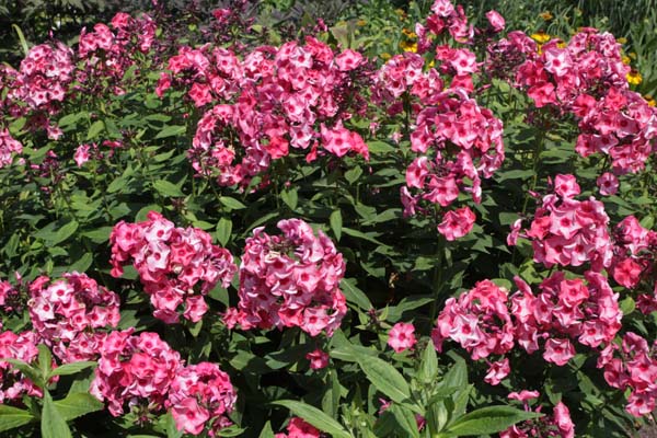 Phlox paniculata 'Fairytale of the Ural'
