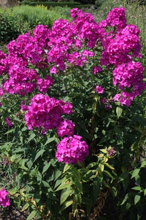 Phlox paniculata 'Paul Hoffmann'