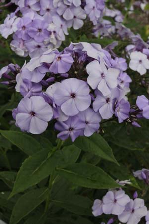 Phlox paniculata 'Donau'