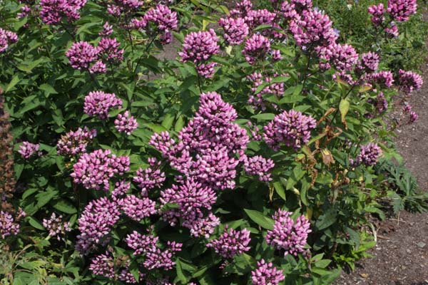 PHLOX paniculata 'Butonik'