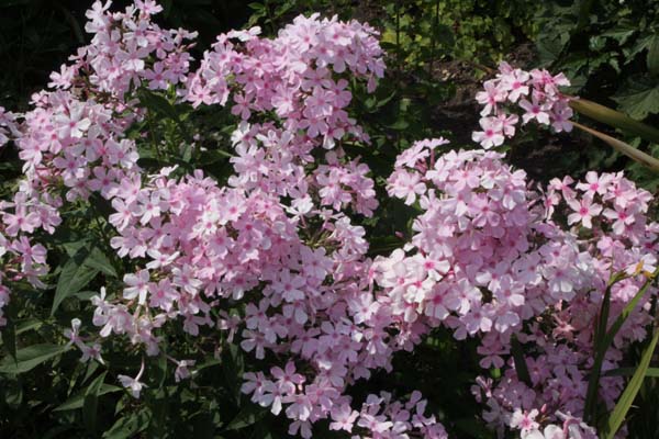 Phlox paniculata 'Rosa Pastell'