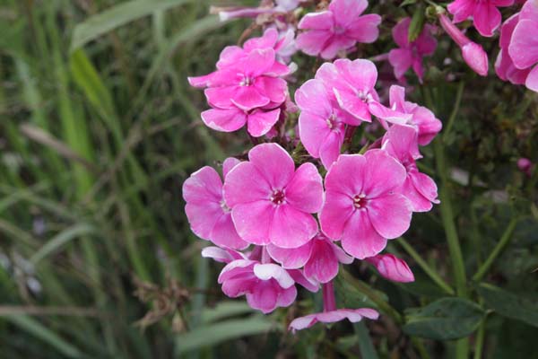 PHLOX paniculata 'Russkaja Krasavica'