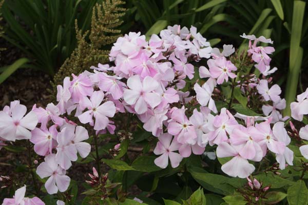 Phlox paniculata 'Ksenija'
