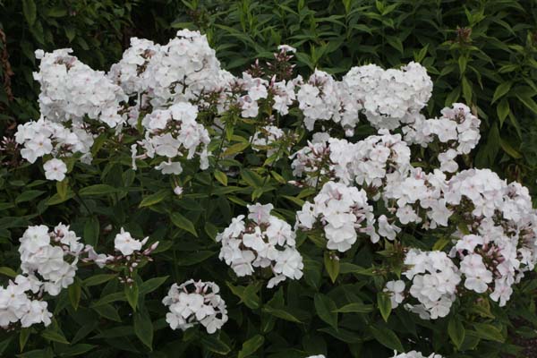 Phlox paniculata 'Anne'