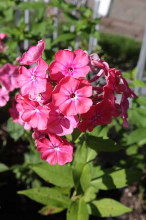 Phlox paniculata 'Pink Attraction'