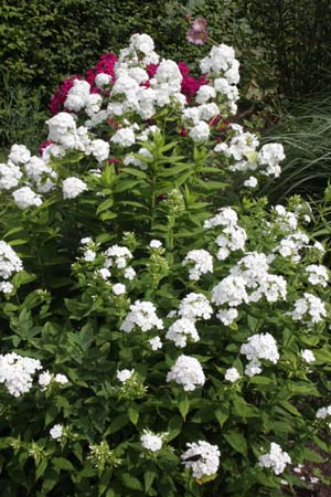 PHLOX paniculata 'Casablanca in Otterlo'