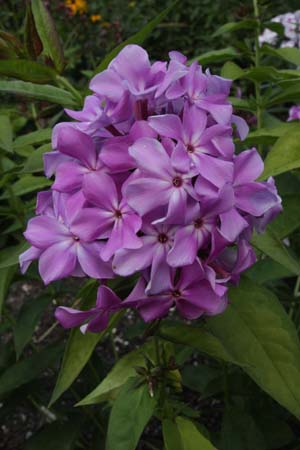 Phlox paniculata 'Gordost' Rossii'