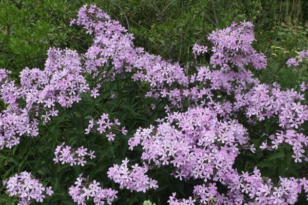 Phlox paniculata