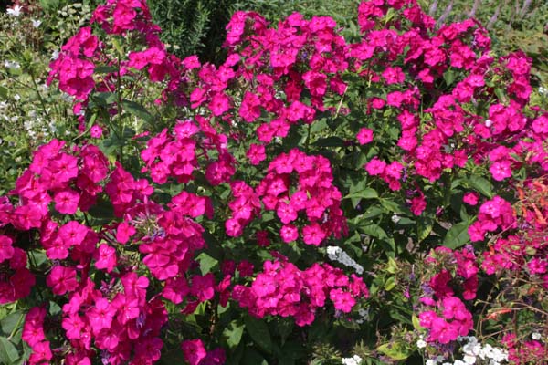 Phlox paniculata 'Karminvorläufer'