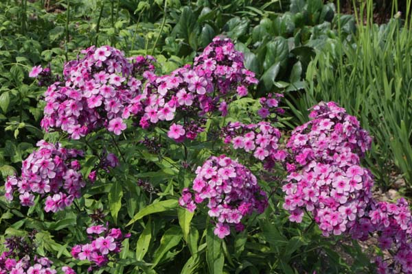 Phlox paniculata 'Mister X'