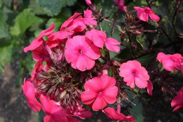 PHLOX paniculata 'Oktoberrot'
