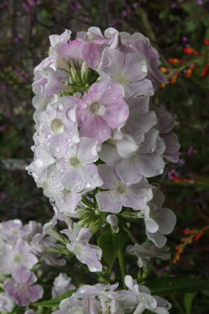PHLOX paniculata 'Cool Water'
