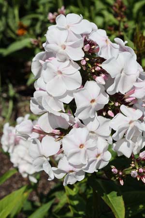 Phlox paniculata 'Anne'