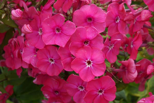 PHLOX paniculata 'Pink Attraction'