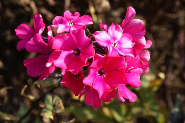 PHLOX paniculata 'Starfire'