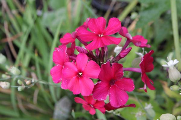 PHLOX paniculata 'Septemberglut'