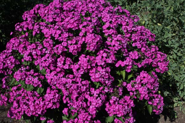 Phlox paniculata 'Twinkle Purple'