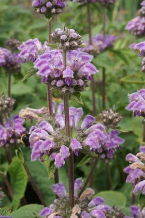 PHLOMIS pratensis