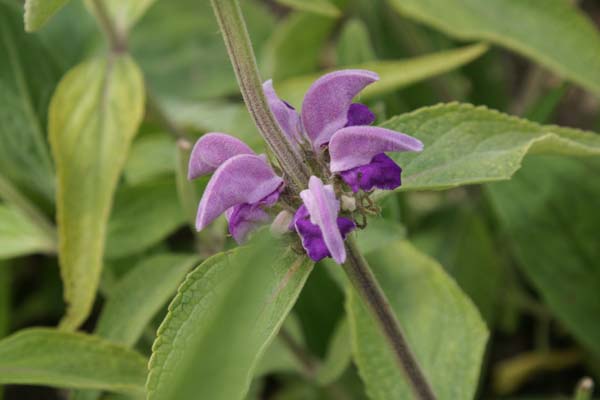 PHLOMIS pungens