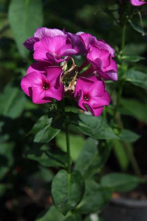 PHLOX paniculata 'Purple Rain'