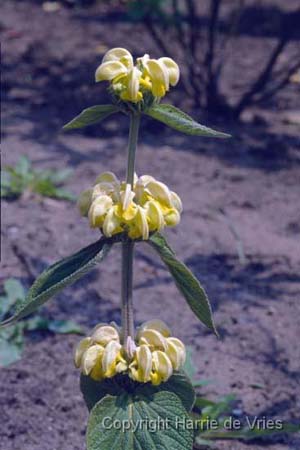 Phlomis russeliana