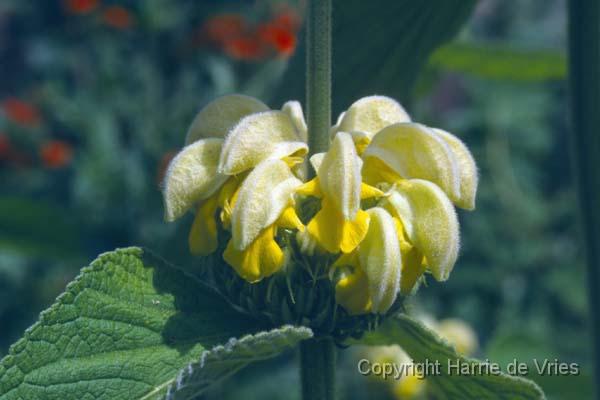 Phlomis russeliana