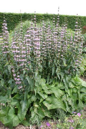 PHLOMIS tuberosa 'Amazone'