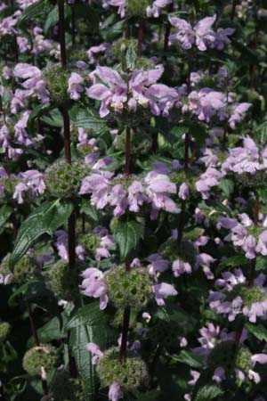 Phlomis tuberosa 'Amazone'