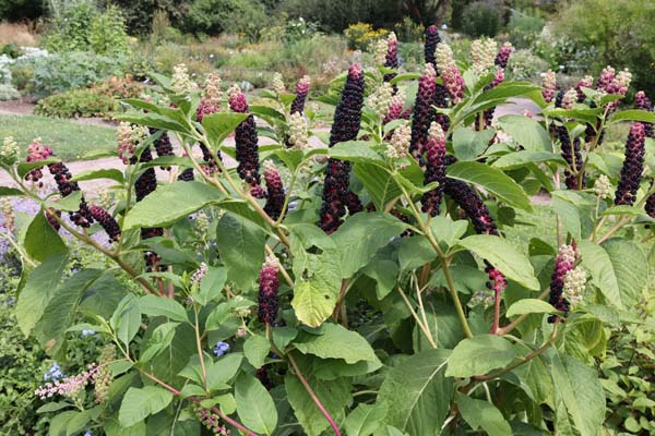 Phytolacca acinosa